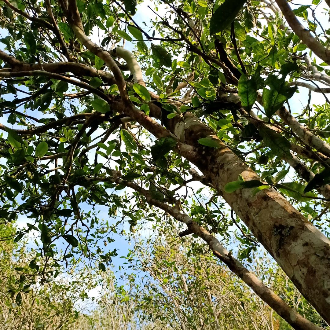 《易武弯弓杨家寨茶农》🌺茶味