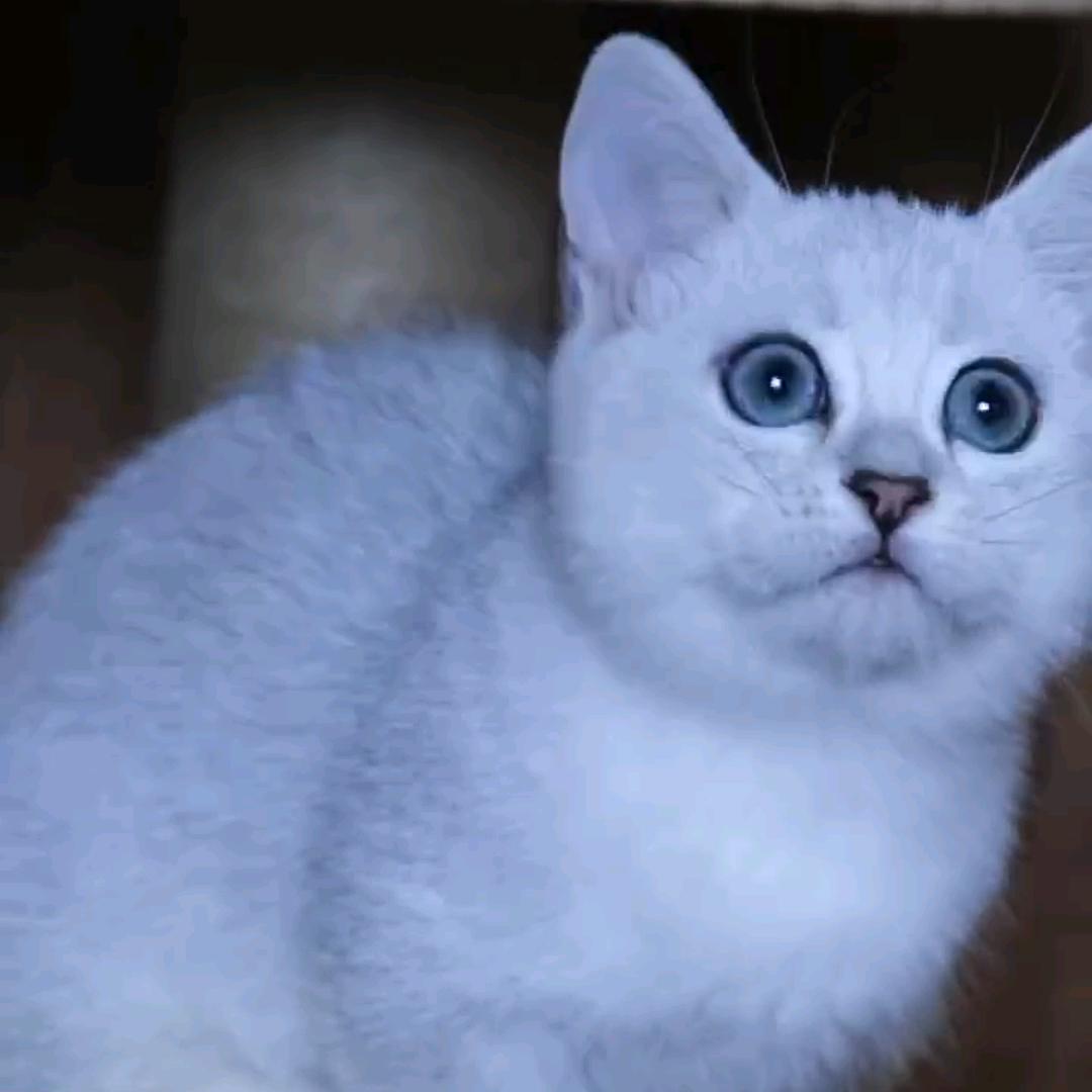 烟雨情梦宠物名猫