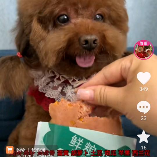 清歌凉水