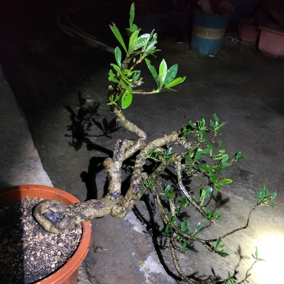 迷露花卉