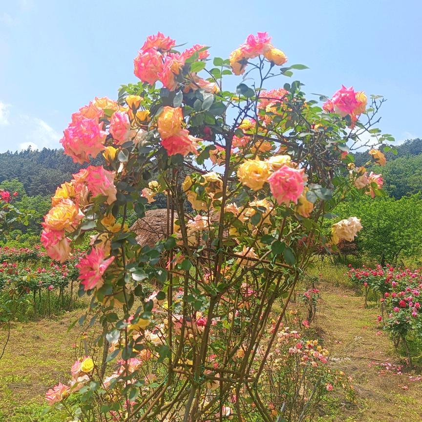 嗯嗯