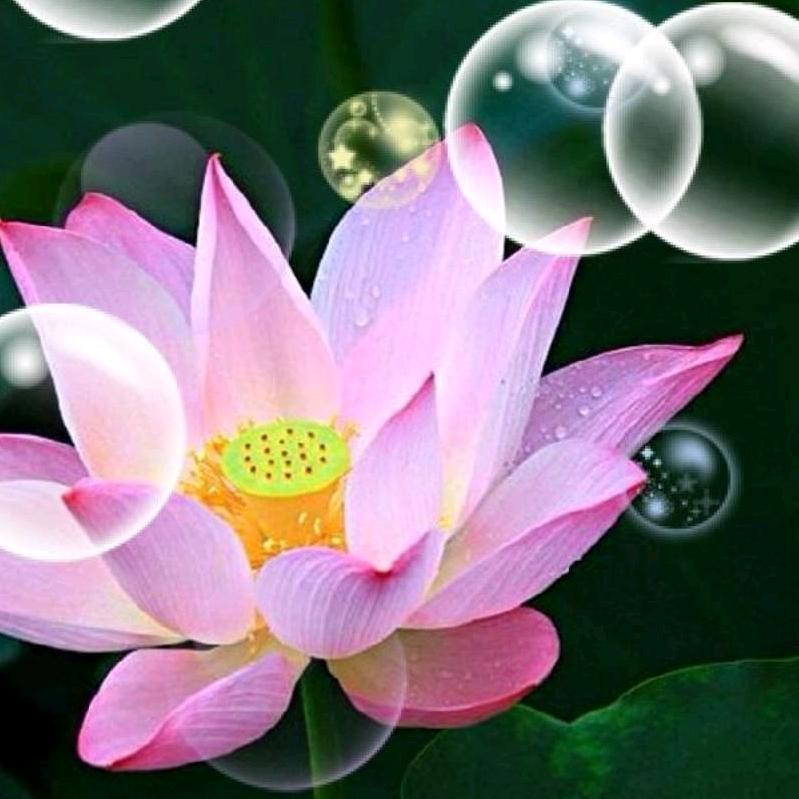 咨询顾问星梦(心理咨询师)