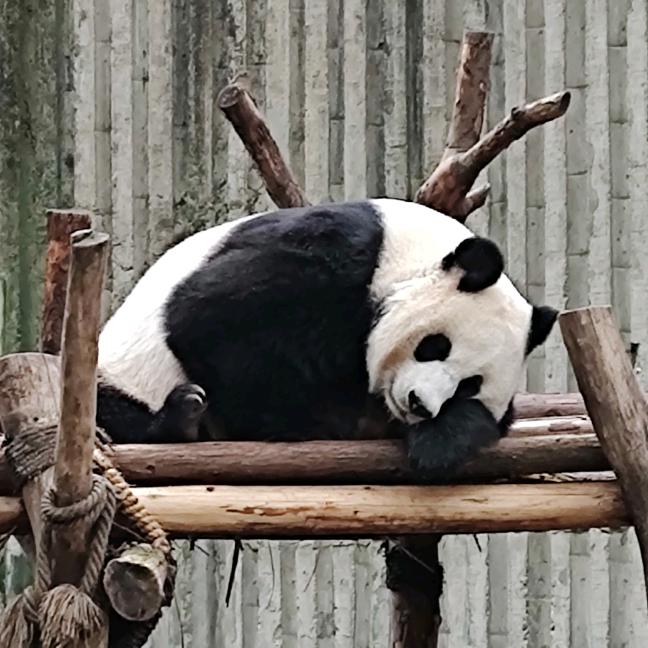 啵啵
