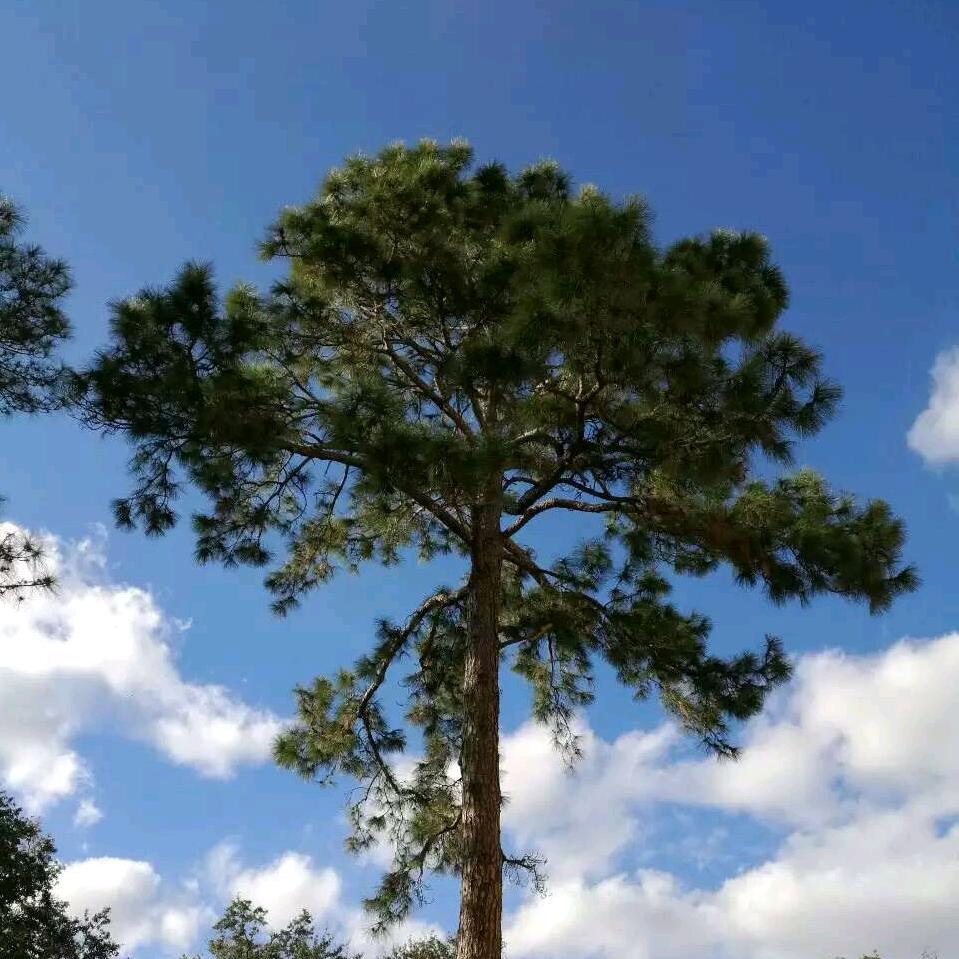 火隆砥柱