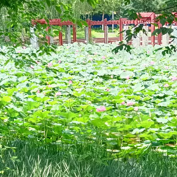 @坚强的后盾👍