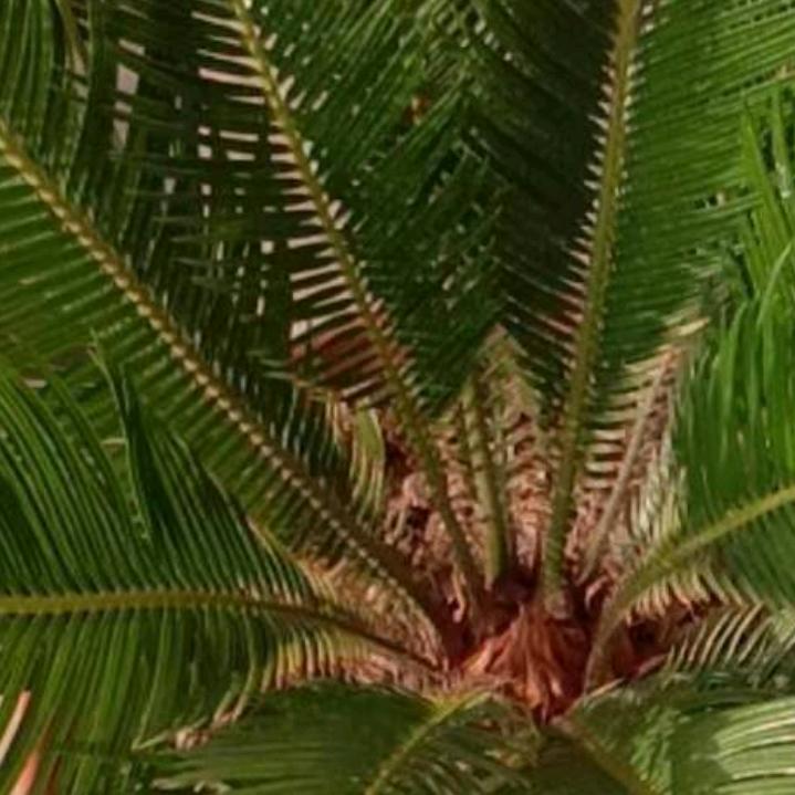 苍穹之光