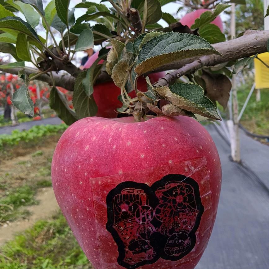 淑萍