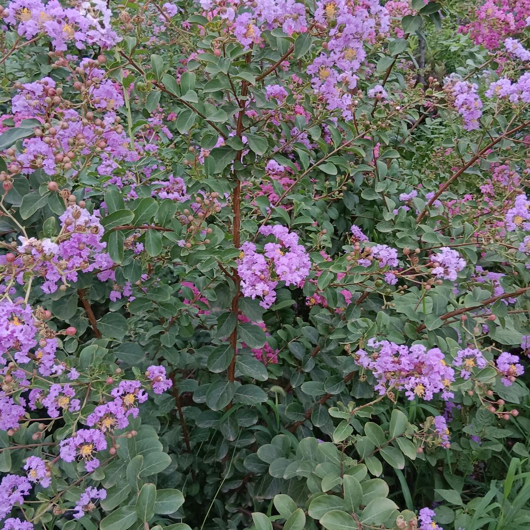 平平安安就是福