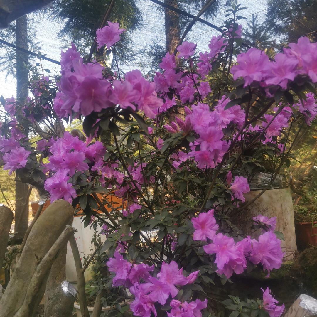 一花一世界，