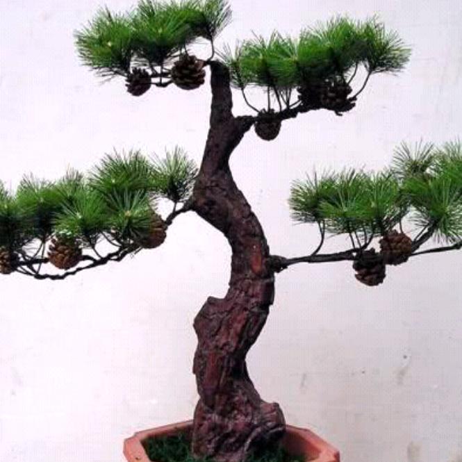 新启映山红，(诚信苗木人)