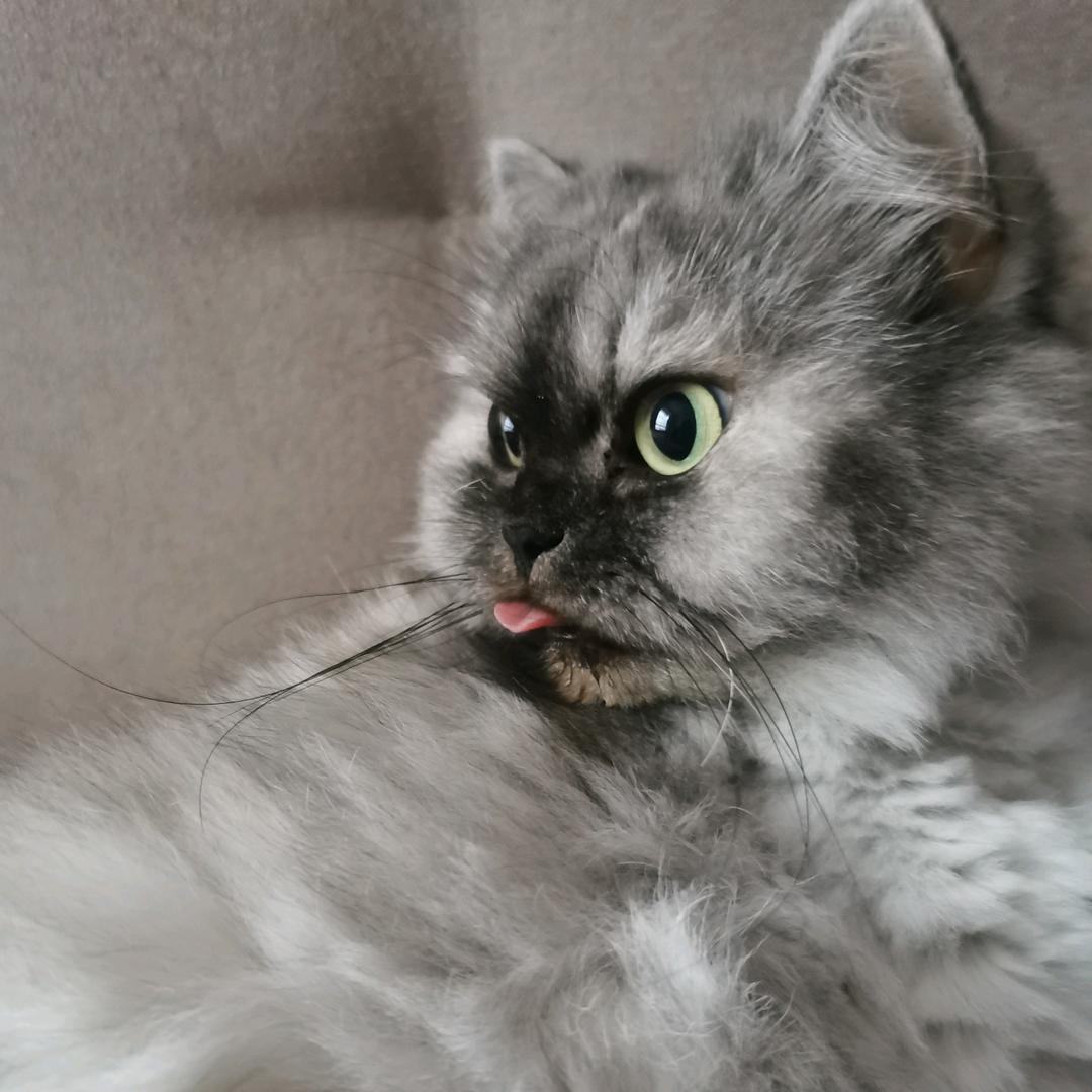 鳌拜猫小美