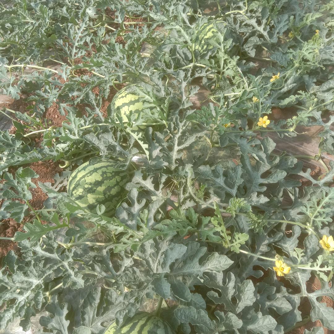 西瓜种植《小张》🍉🍉