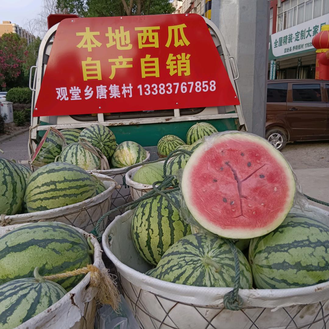 种大棚的陈学军