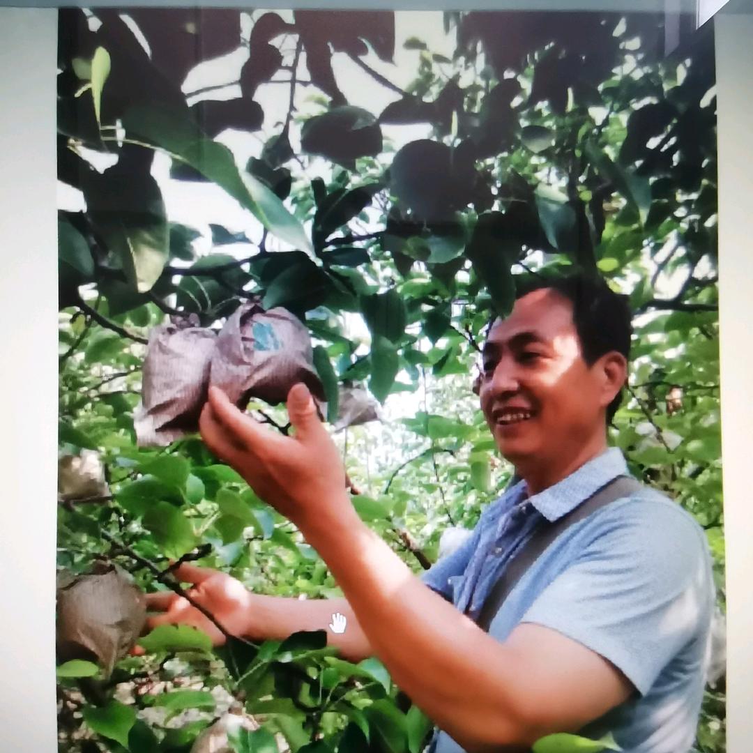 运城果树管理老冯