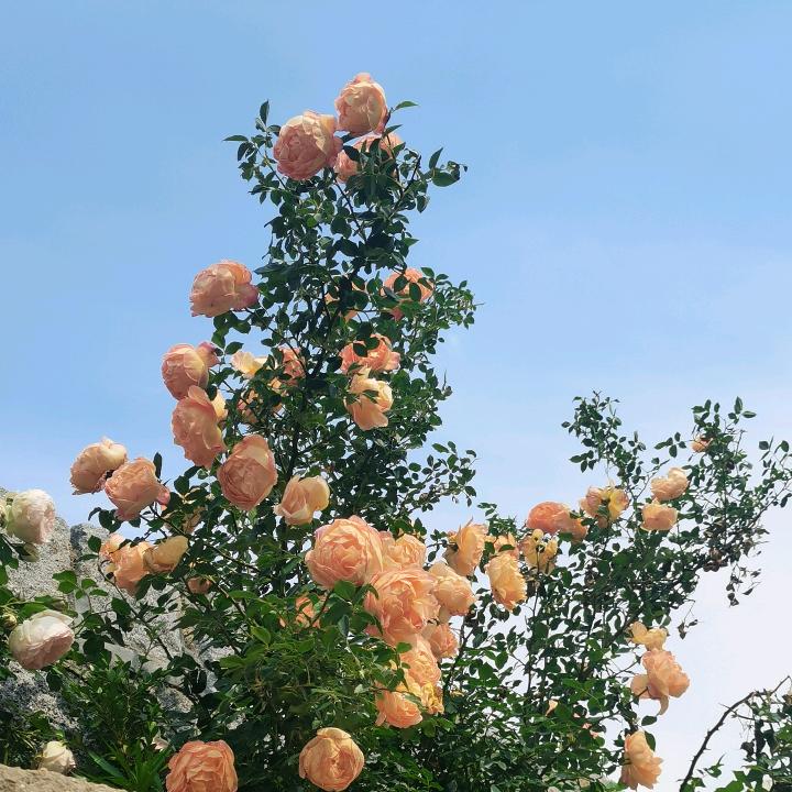 天吾