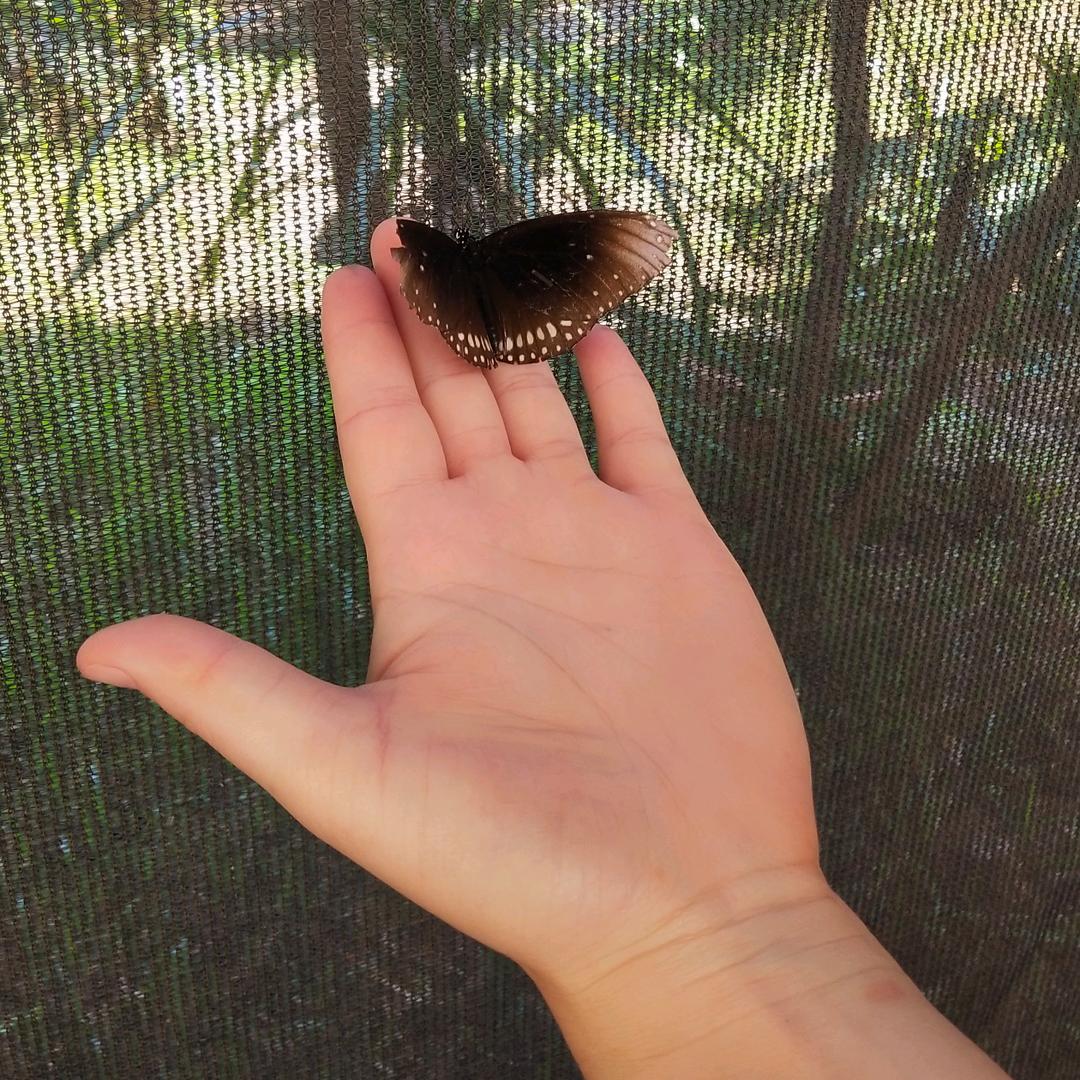 柠檬🍋夏天🌹🌹
