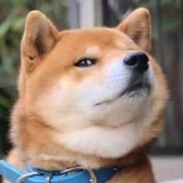 内测狗哥