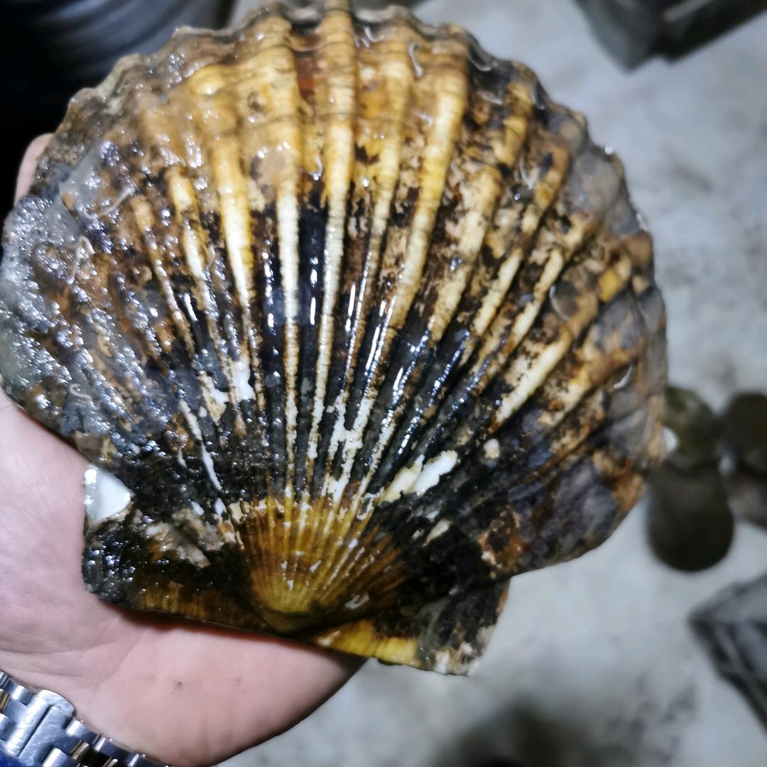远程八爪鱼批发基地