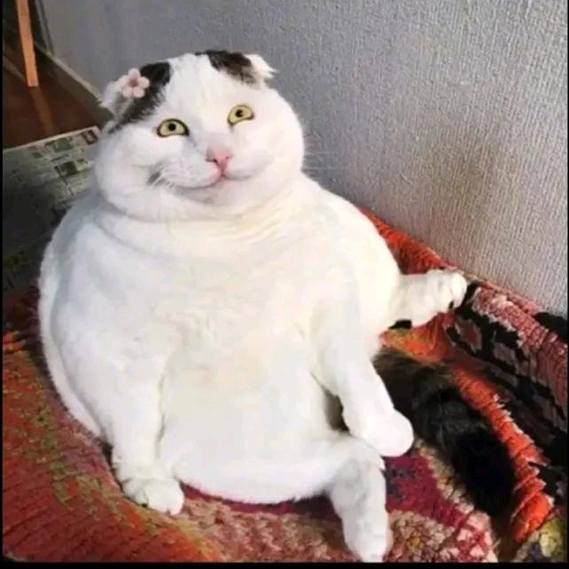 小亮