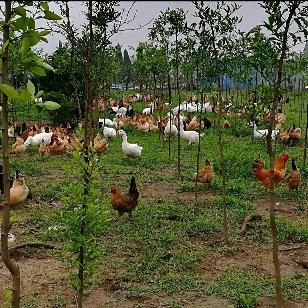 华欣源家庭农场