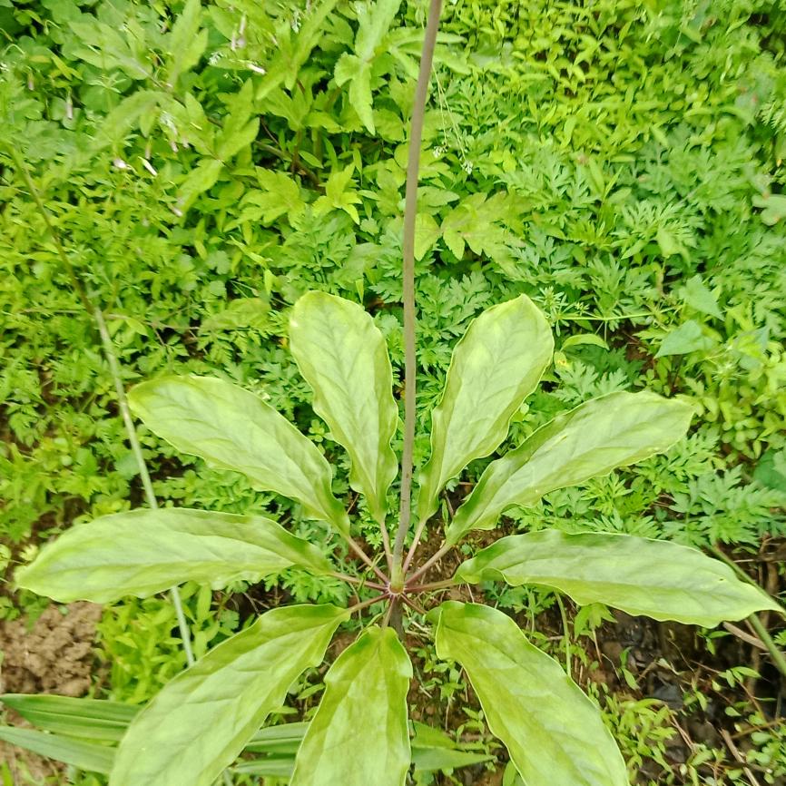 老陈专业贴砖