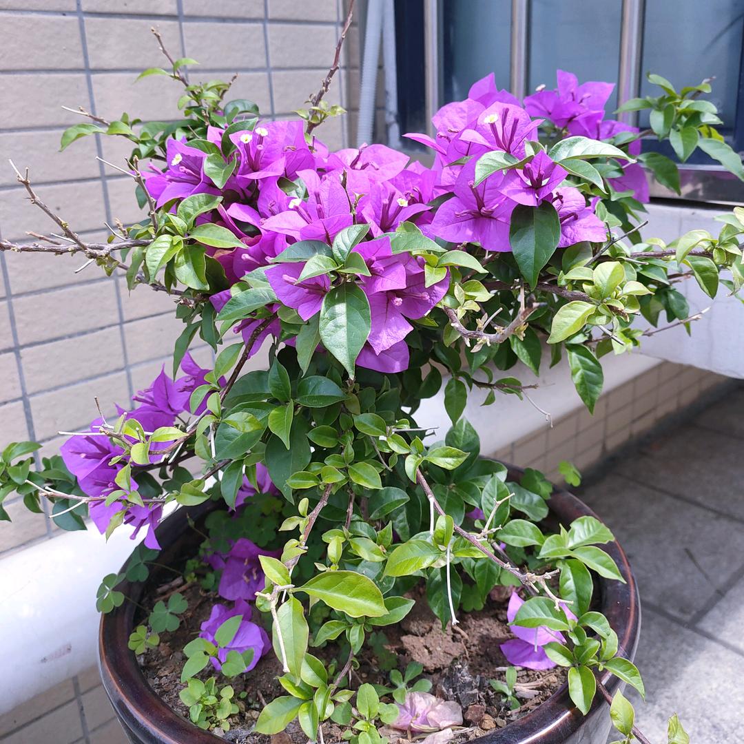 水花