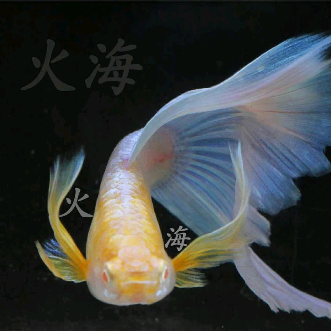 火海孔雀鱼