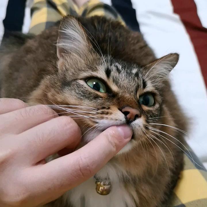 六宝来福