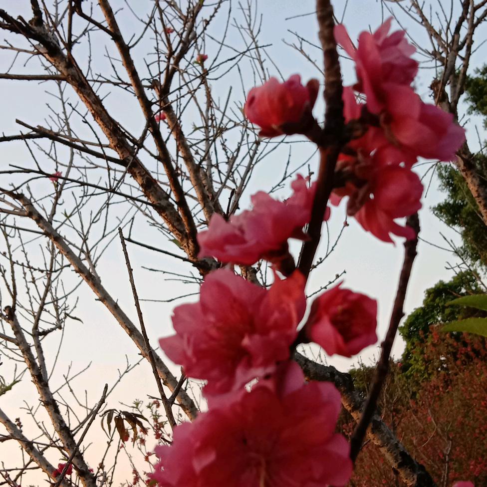 宣