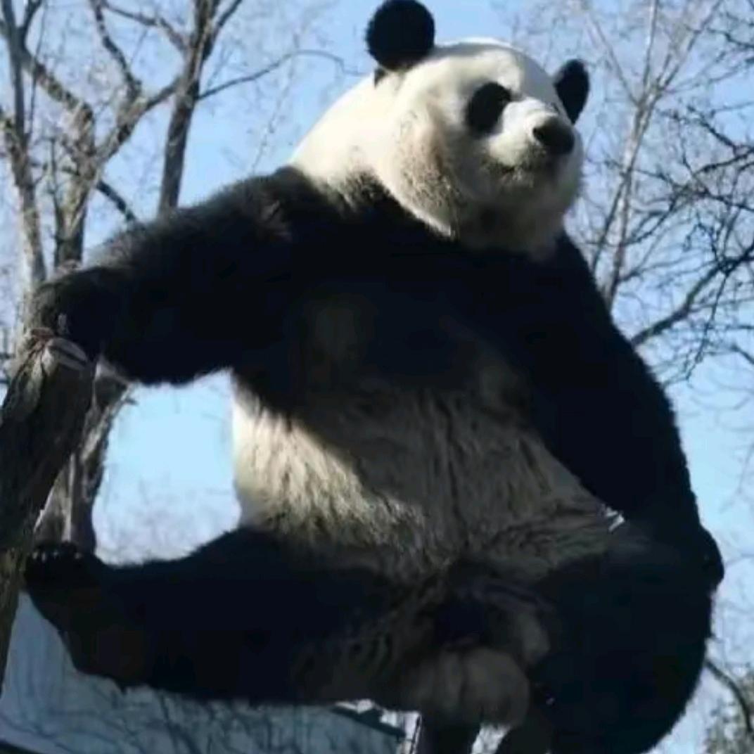 宗介柠檬茶果汁