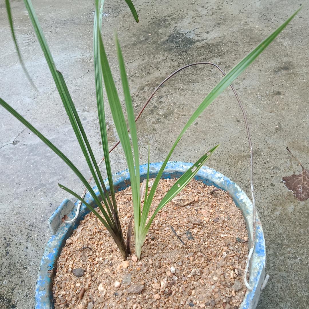 小张