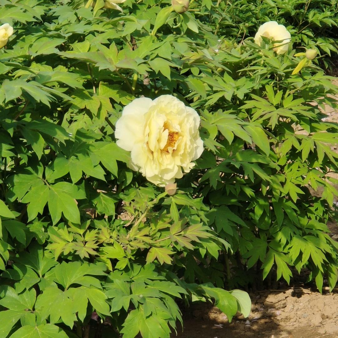 善良（工艺品）