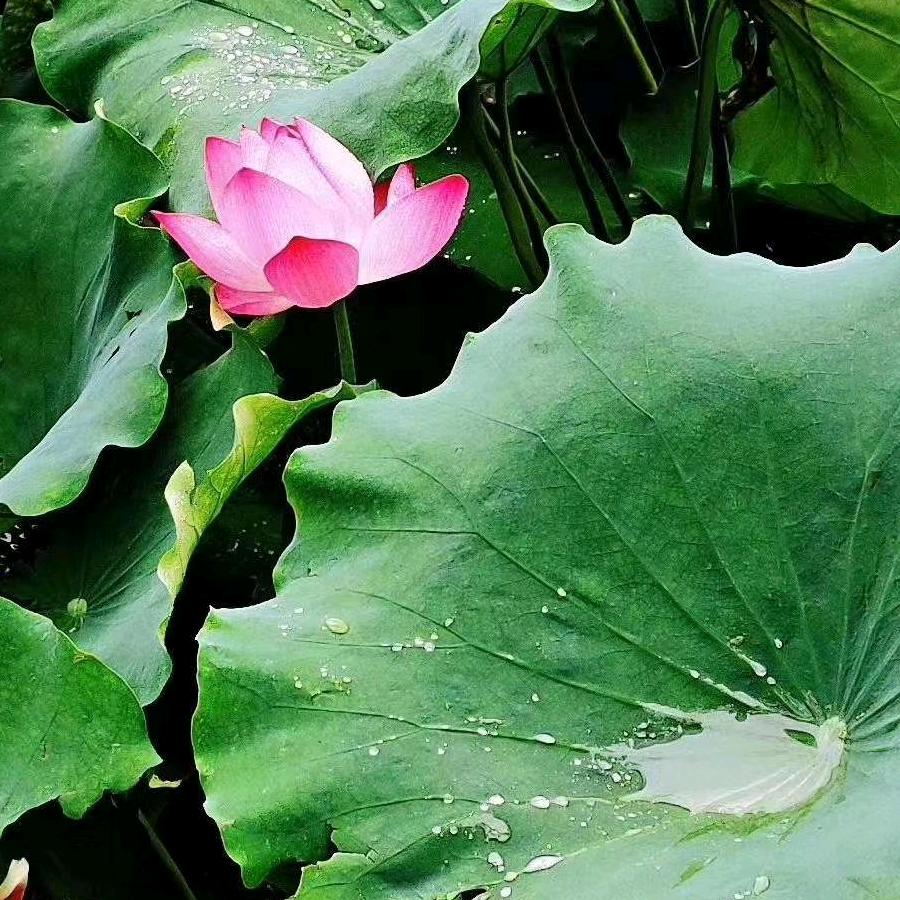 玫瑰🌹🌹🌹🌹🌹🌹