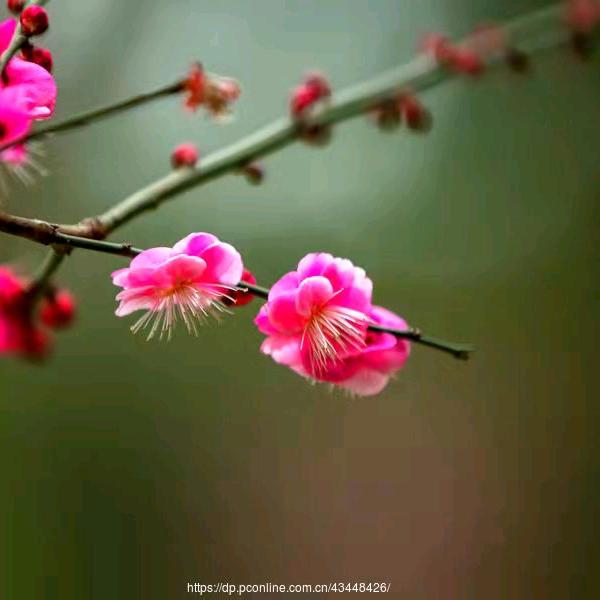 梅子姐的美食食堂