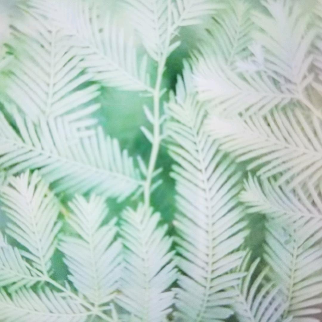 鱼梦头像