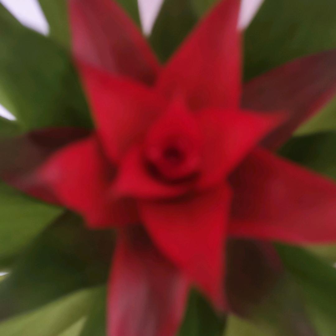 鸿运当头