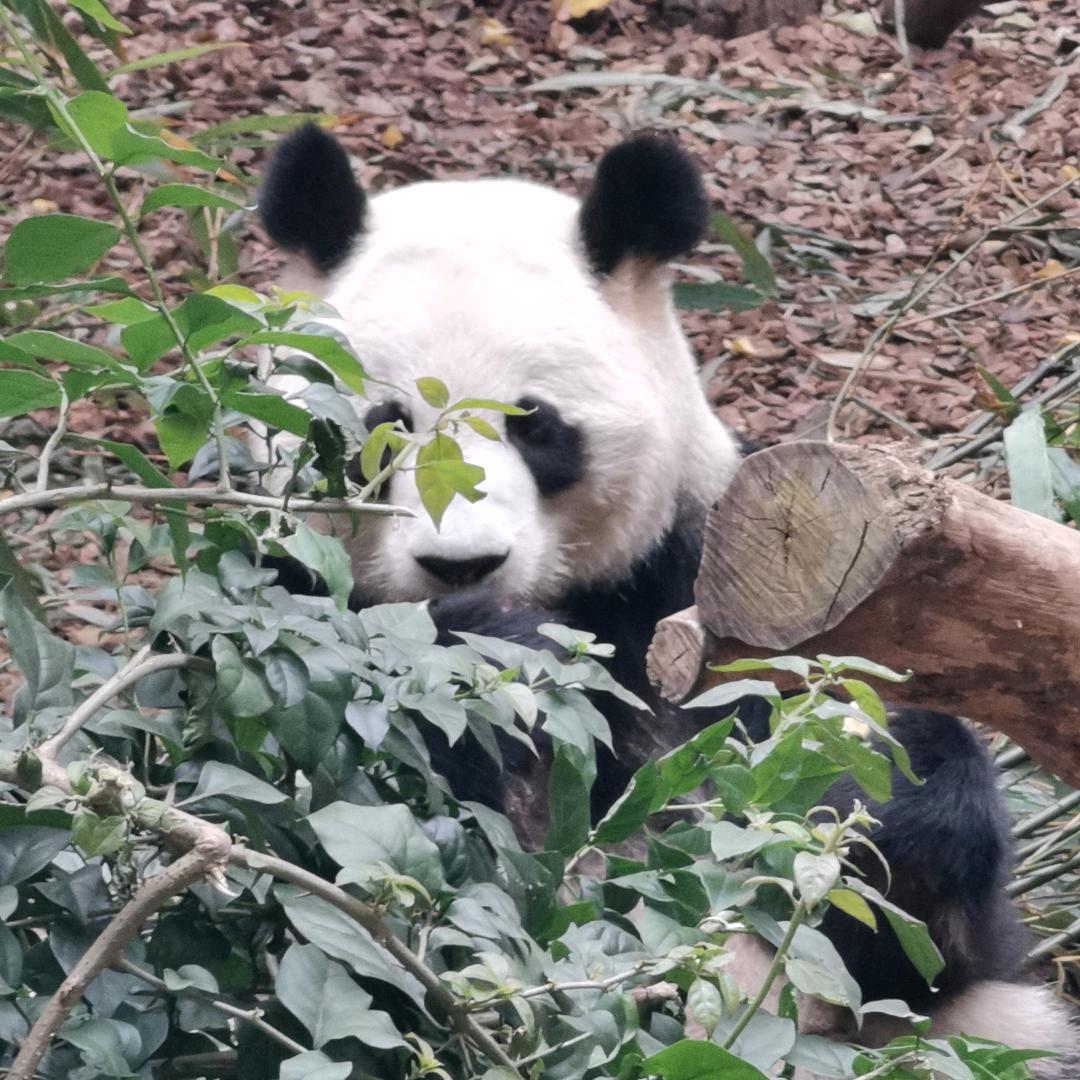 🌈虎🐯