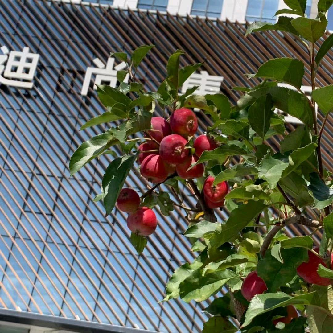 大智若愚
