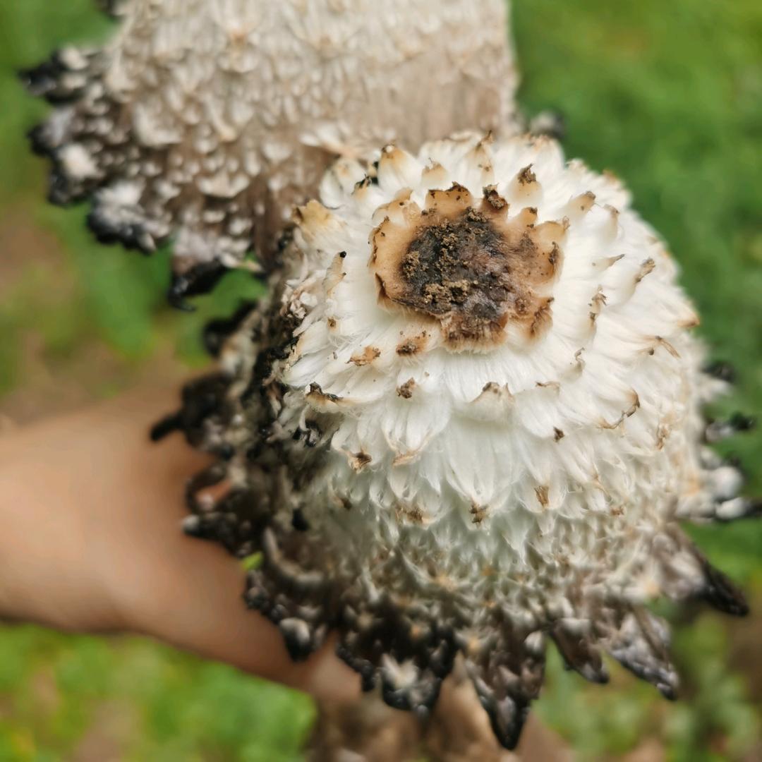 🐲滑落的泪滴🐉