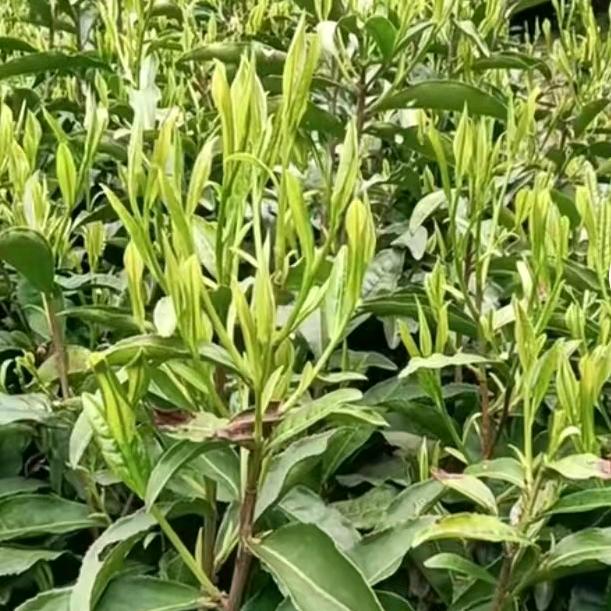 桐柏玉叶乡村味道，王湾茶叶固县店陈明菊