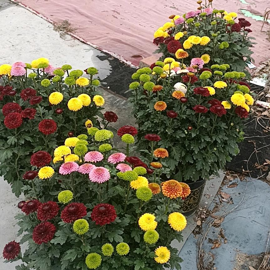 嗨我睡醒了哦爱你