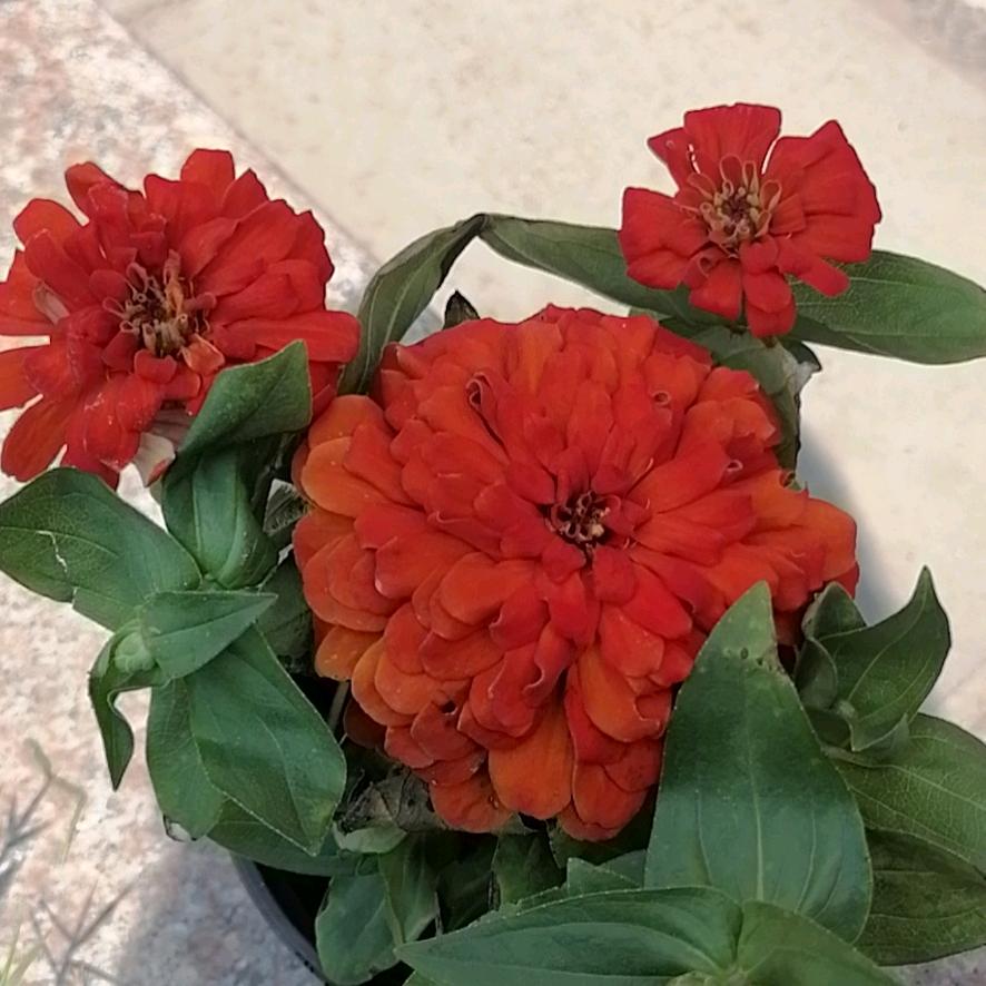 鑫财花卉李