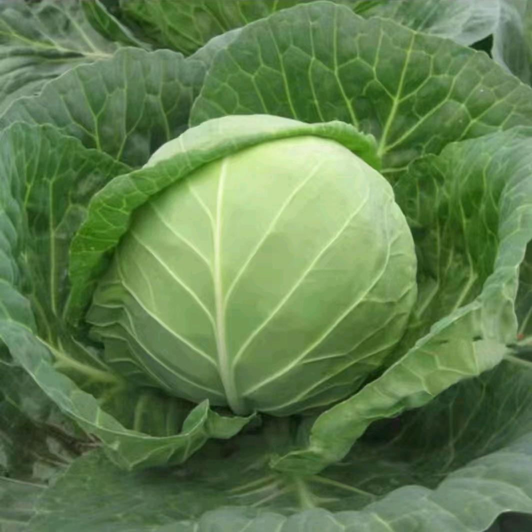 云南【禾润】菜业