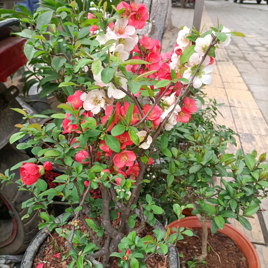 紫菱