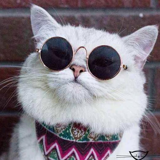 地摊军哥（罖亽氼）