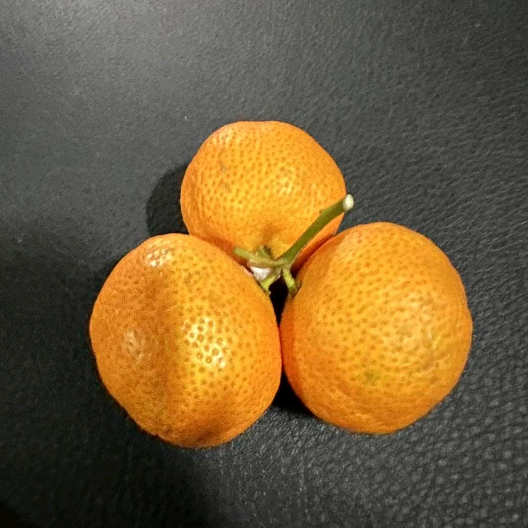 入戏!