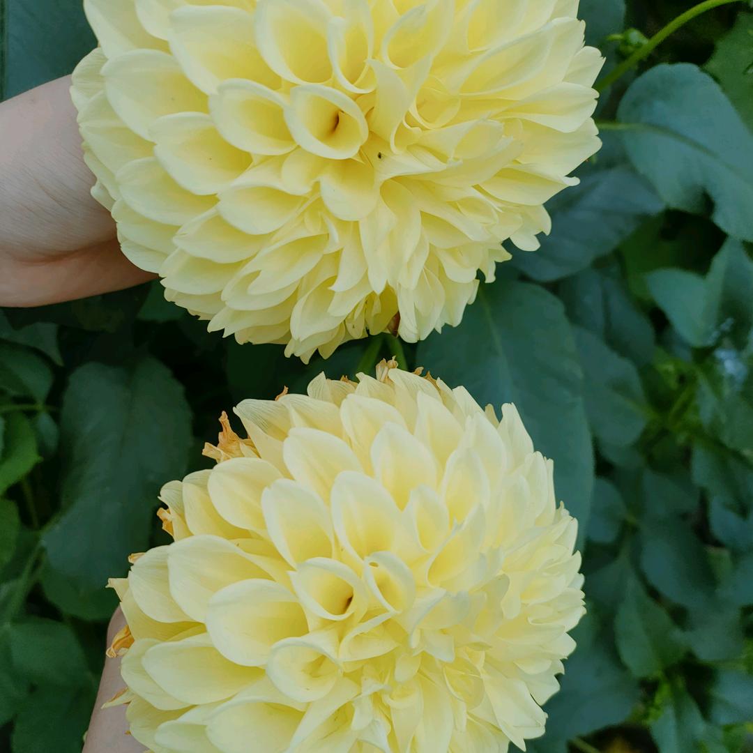 金色的沙漠♤ди