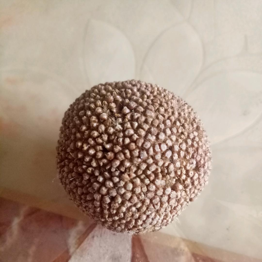 小宝儿