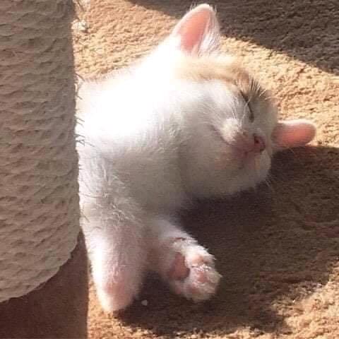 泊