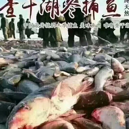 铁力野生鱼行